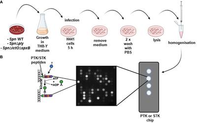 Pneumococcal hydrogen peroxide regulates host cell kinase activity